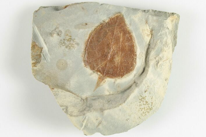 Fossil Leaf (Zizyphus) - Montana #201320